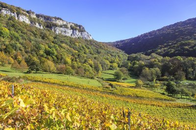 Vignes à Lavigny