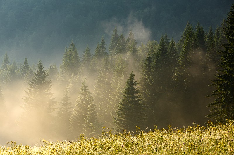 Foret du Haut-Jura sous la brume