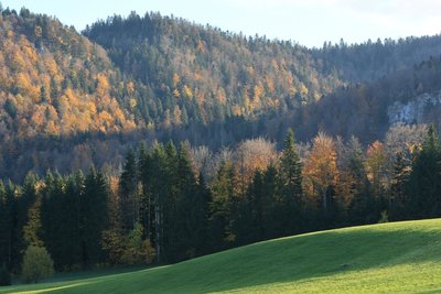 Foret du Haut-Jura