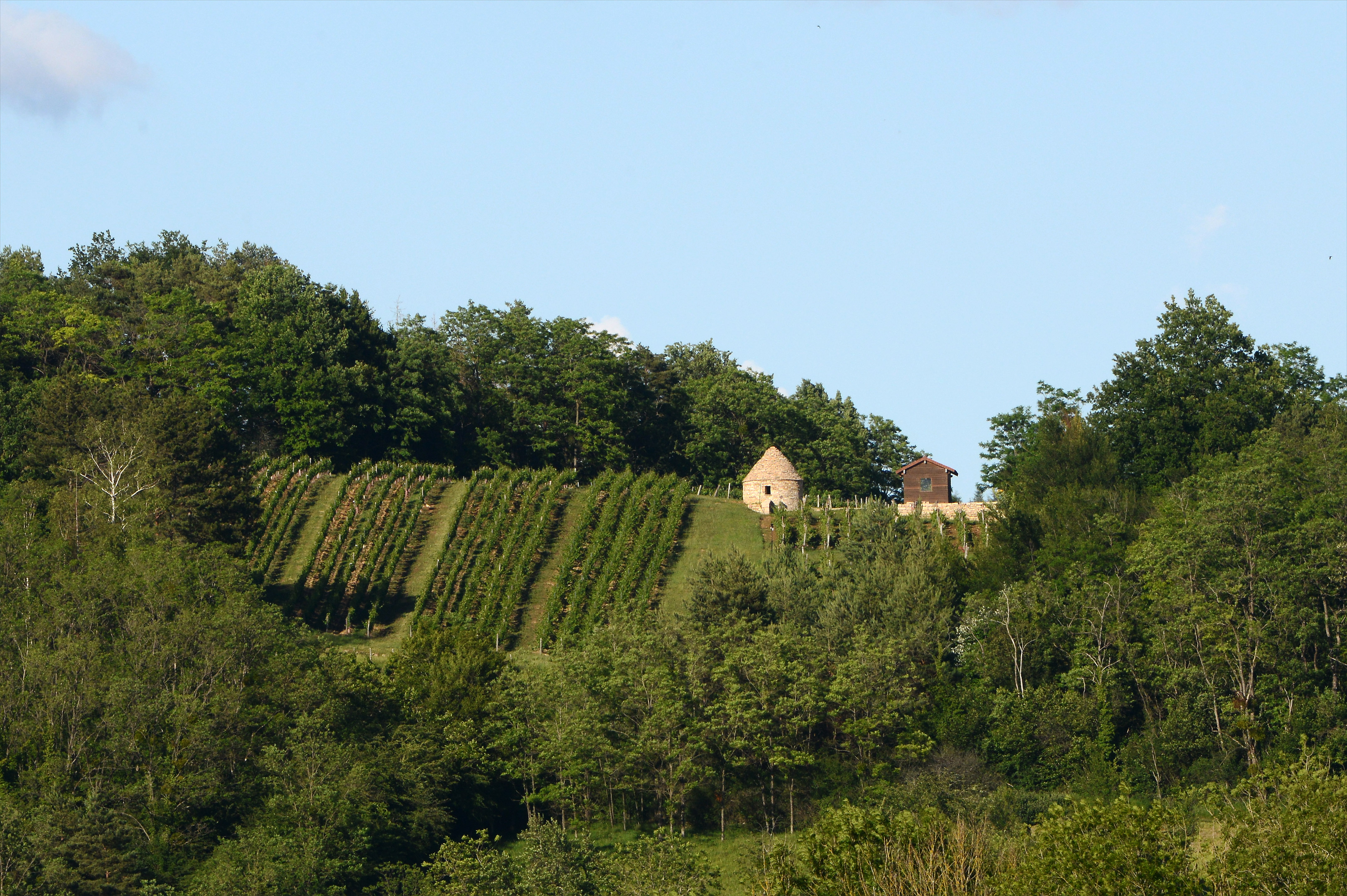 Vignes