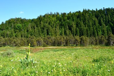 Tourbière de Prénovel