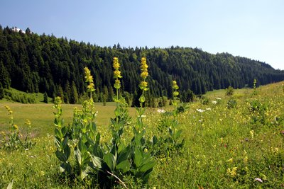 Gentianes dans le Haut-Jura