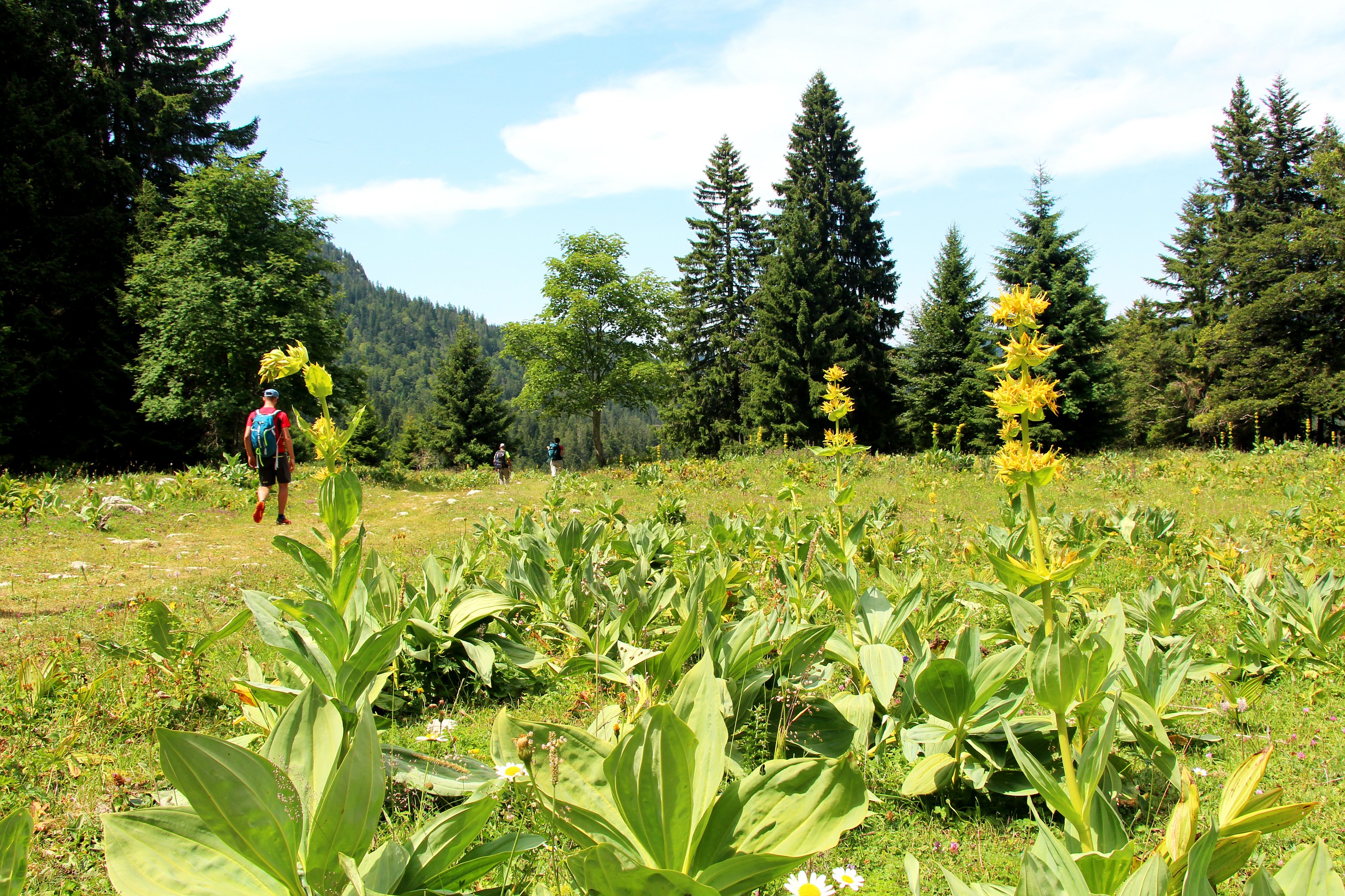 Randonneur dans le Haut-Jura Suisse