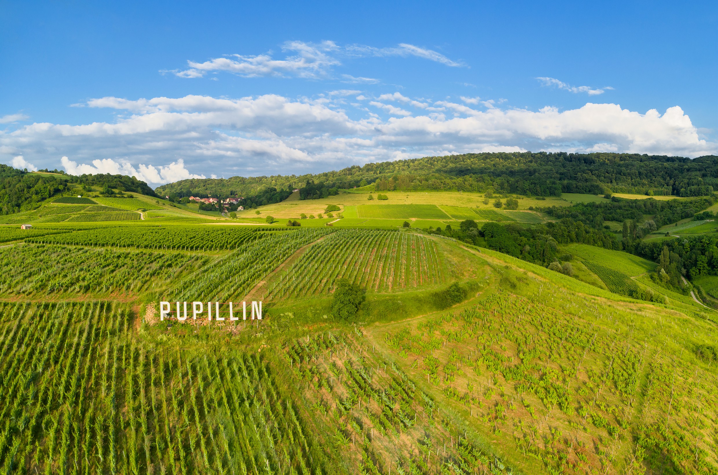 Vignes de Pupillin - vue drone