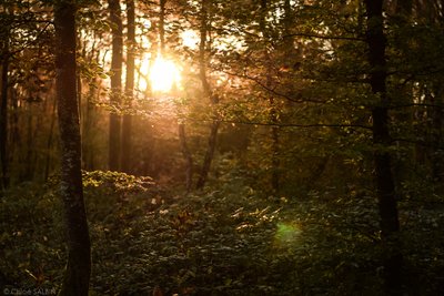 Forêt au coucher du soleil