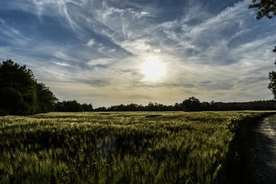 La pleine agricole